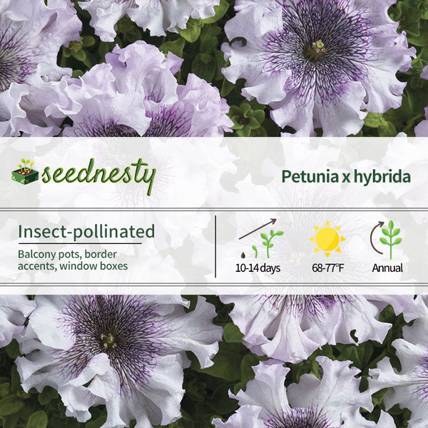 Superbissima Giant Alba Petunia Seeds