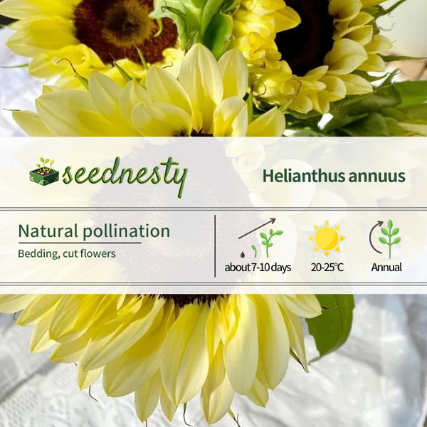 Yellow Sunflower With Black Heart Seeds