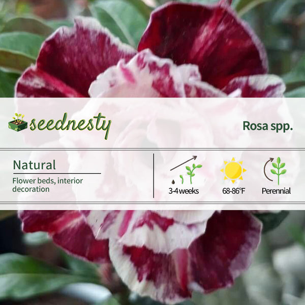 Adenium obesum Sugarism Seeds