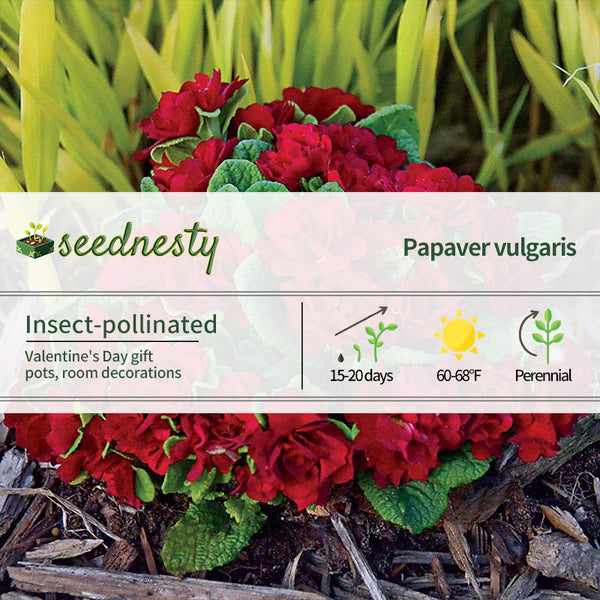 Primula Belarina Valentine