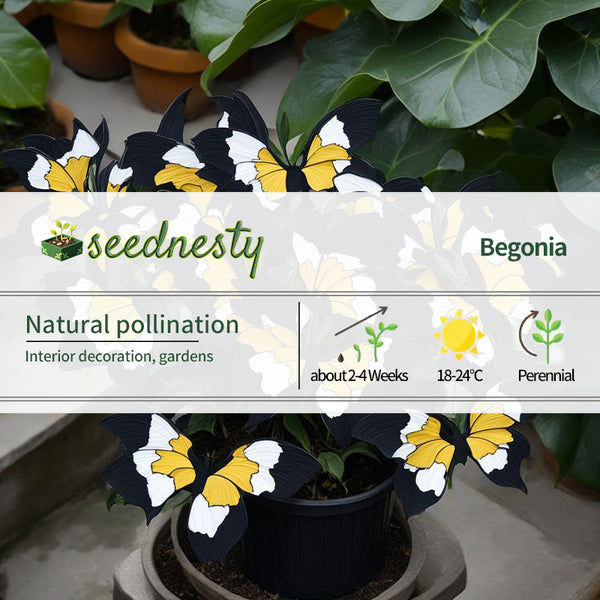 Moonlight Butterfly Begonia - Black Yellow White