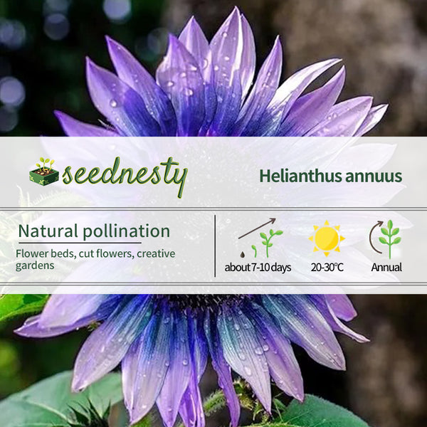 Sunflower Seeds For Planting Rare Multi Color Garden Seeds Sunflowers