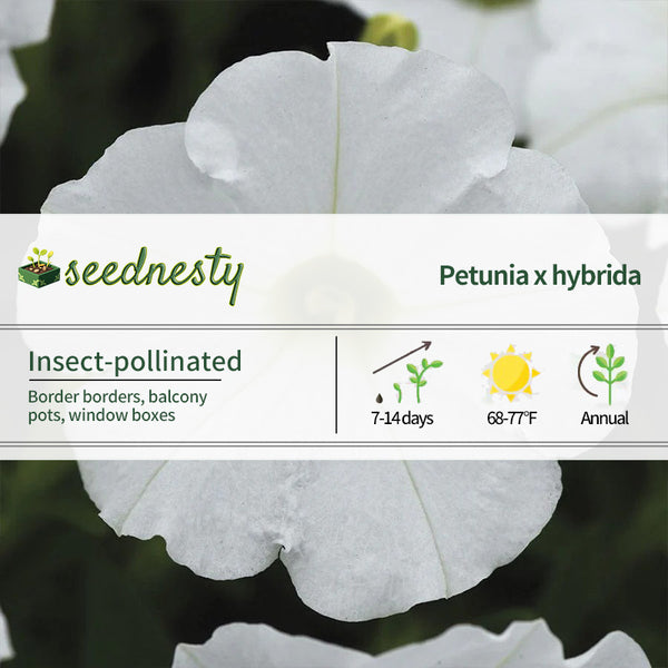 Shock Wave White Petunia Seeds