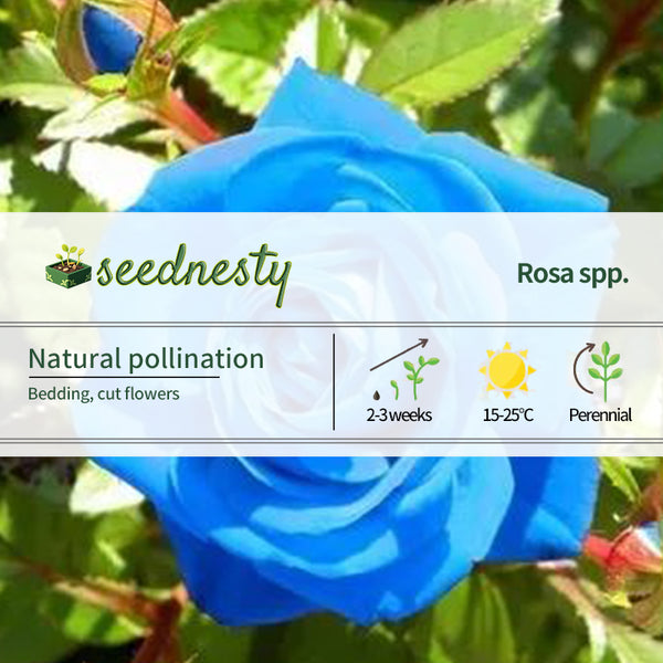 Rosa ‘Blue Moon’ Seeds