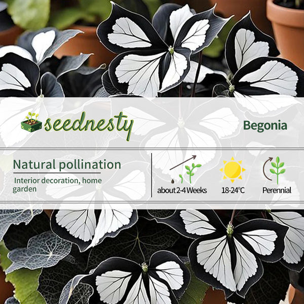 Moonlight Butterfly Begonia - Dark Night