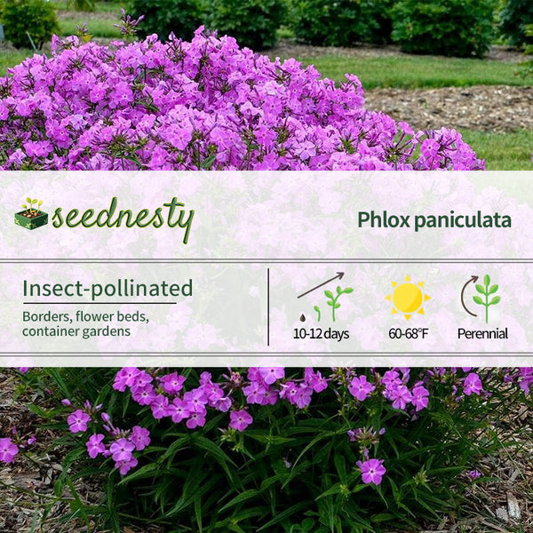 Phlox 'Opening Act Romance'