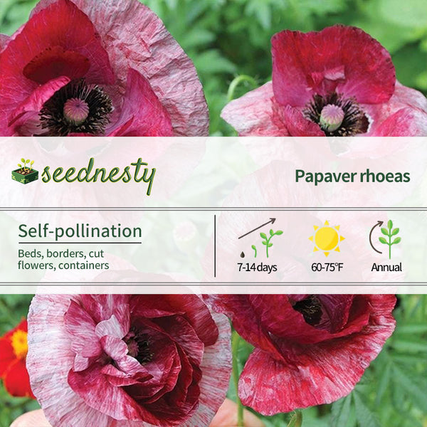 Raspberry Ripple Poppy Seeds