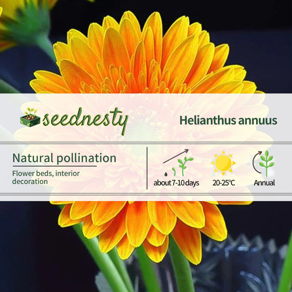 Orange Gerbera Flower Seeds, Sunflower