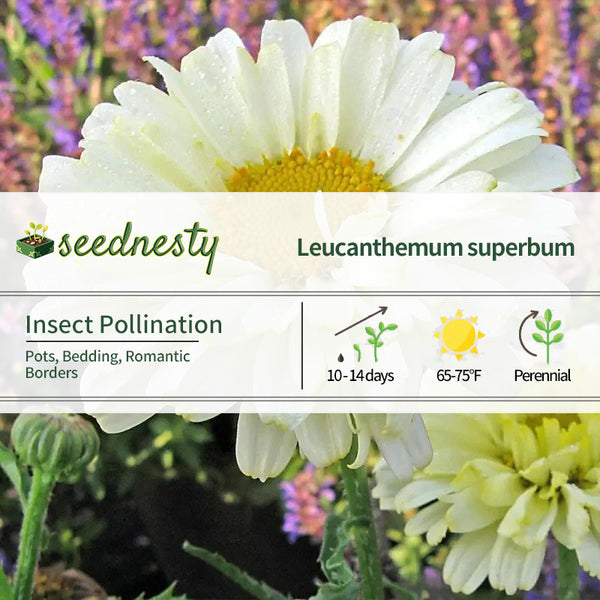Leucanthemum 'Real Dream' Seeds