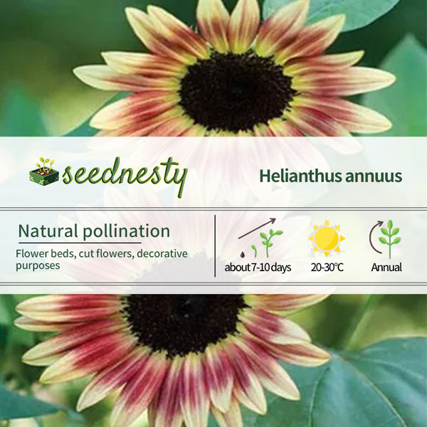 Strawberry Gold Black Heart Hybrid Sunflower Seeds