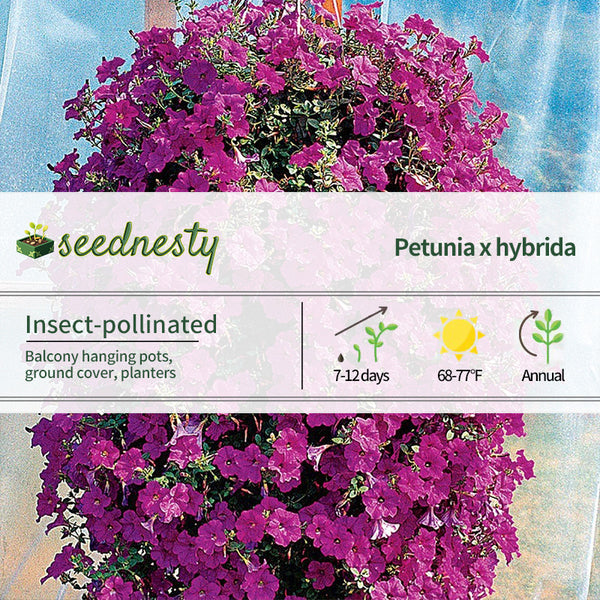 Wave Lavender Hybrid Petunia Seeds