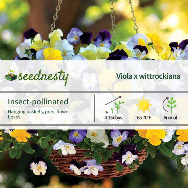 Cool Wave Mix Pansy Seeds