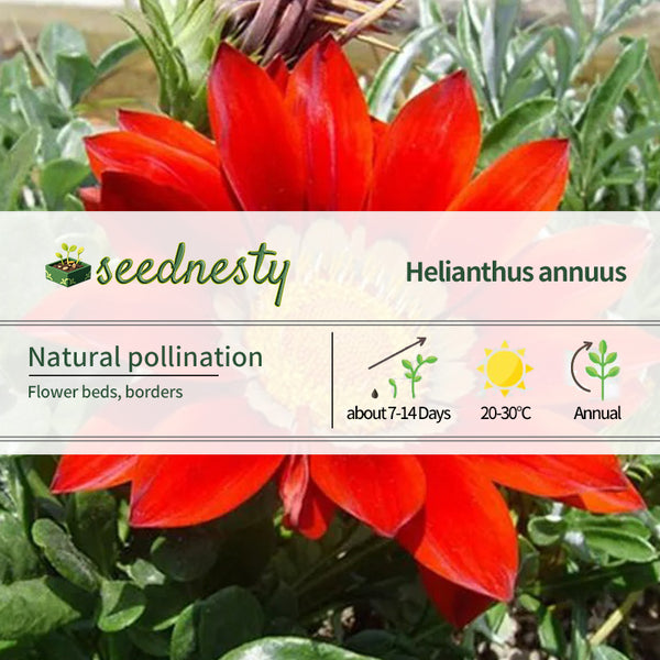 Gazania Coastal Rigens SunFlower Seeds