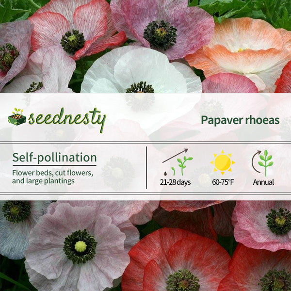 'Mother of Pearl' Poppy Seeds