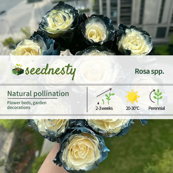 Ecuadorian Rose - Galaxy Seeds