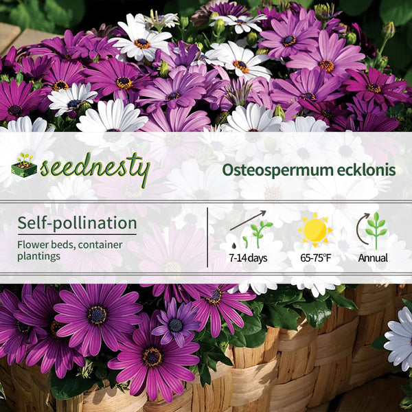 Mix Osteospermum Seeds