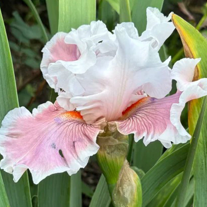 Pink & White Ruffled Tall Bearded Iris Seeds Seednesty