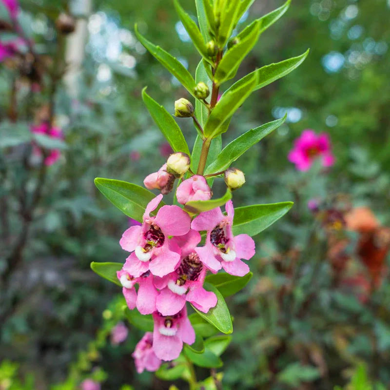 Serena Raspberry Angelonia Seeds – Seednesty