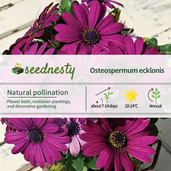 Asti Purple Osteospermum Seeds