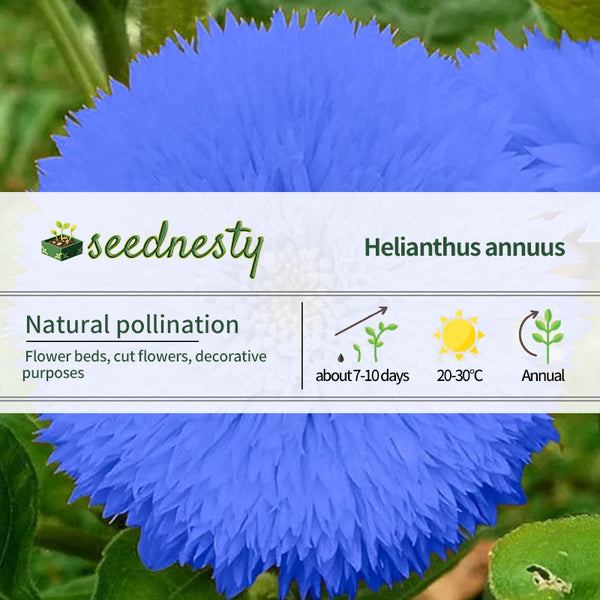 Blue Teddy Bear Sunflower Seeds