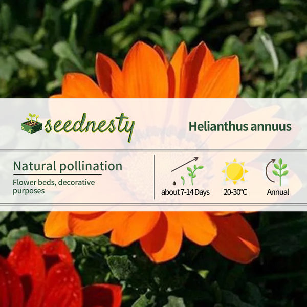 Gazania Rigens Treasure SunFlower Seeds