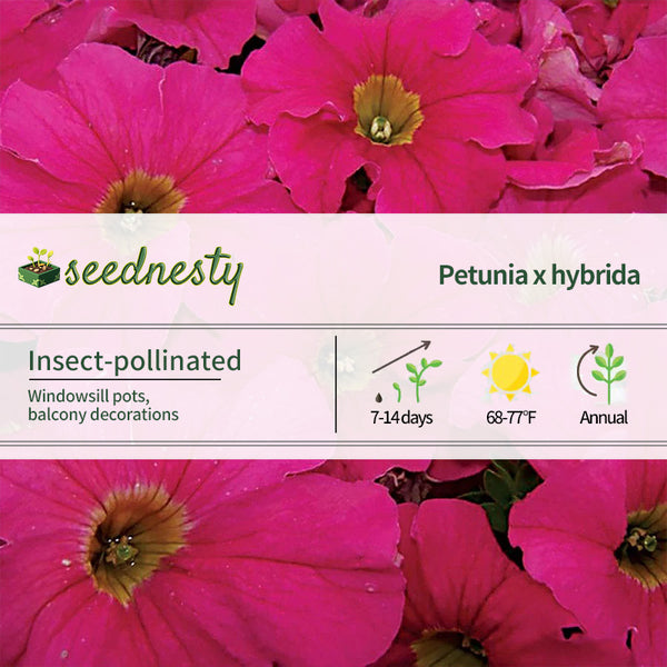 Dreams Pink Petunia Seeds