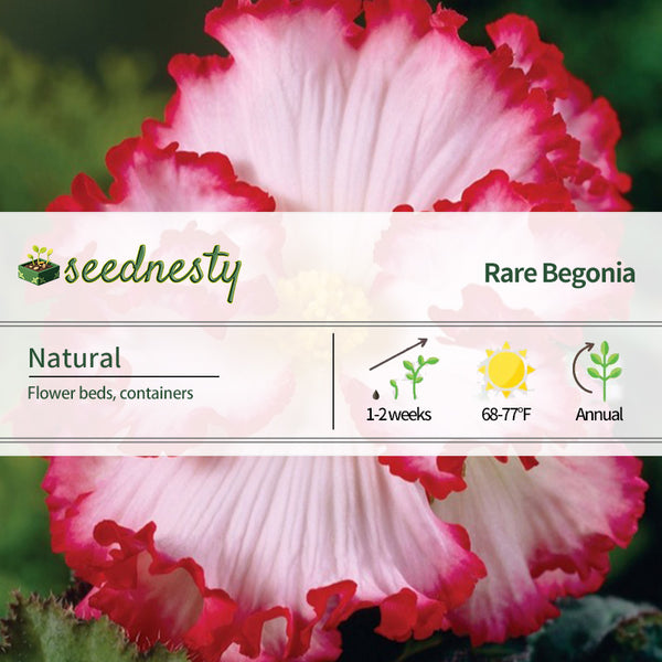 White-Pink Begonia Flower Seeds