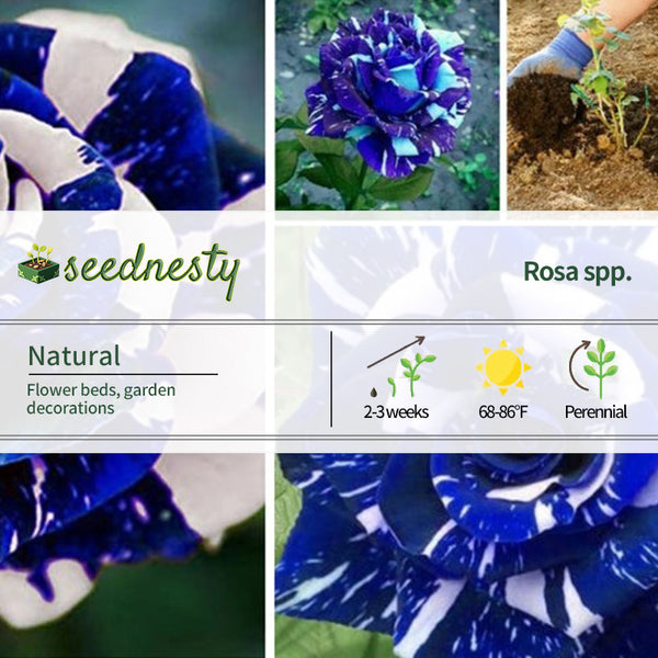 Blue Dragon Rose Seeds