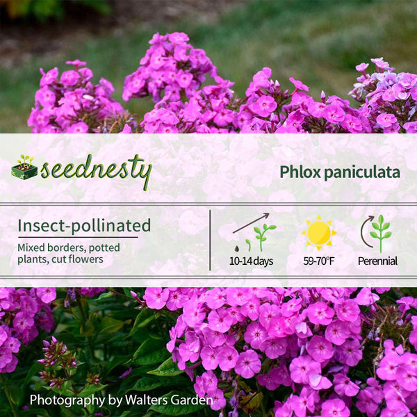 Phlox Garden Girls 'Cover Girl' Garden