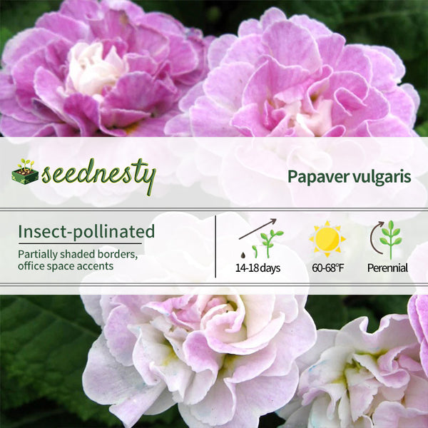 Primula vulgaris Belarina Pink Ice