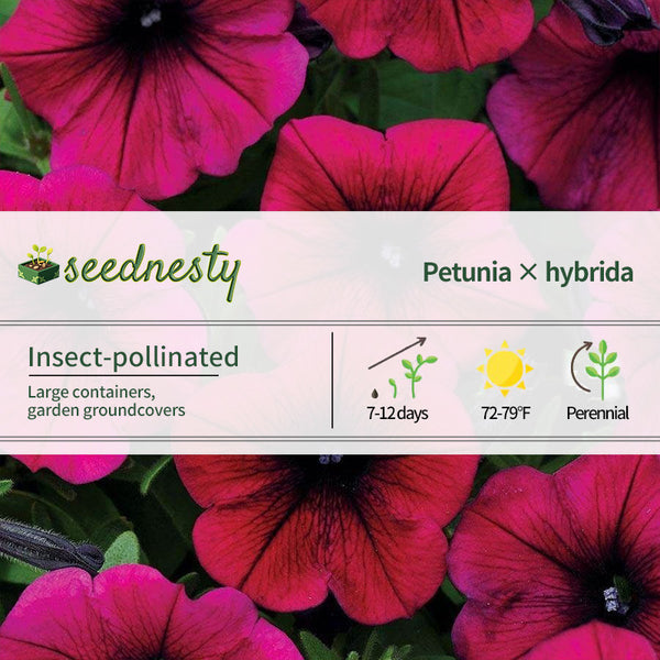 Shock Wave Deep Purple Petunia Seeds