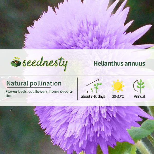 Purple Teddy Bear Sunflower Seeds| Home Garden