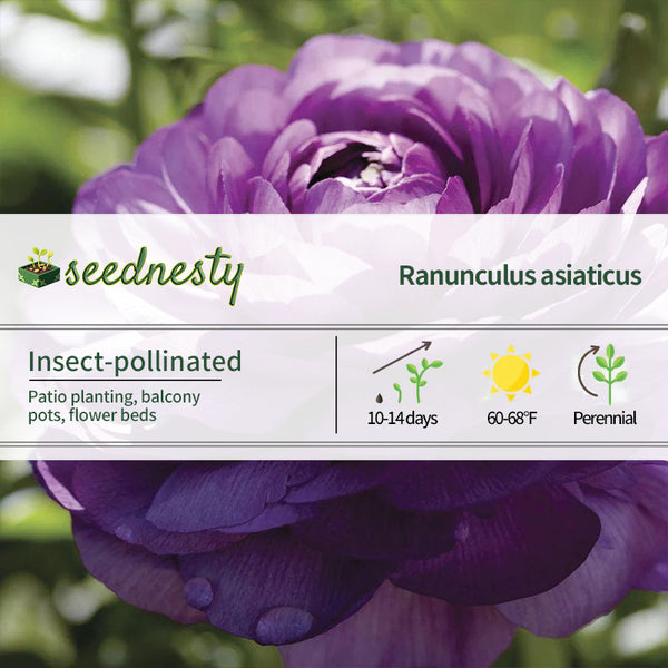 Ranunculus Double Purple Buttercup Seeds