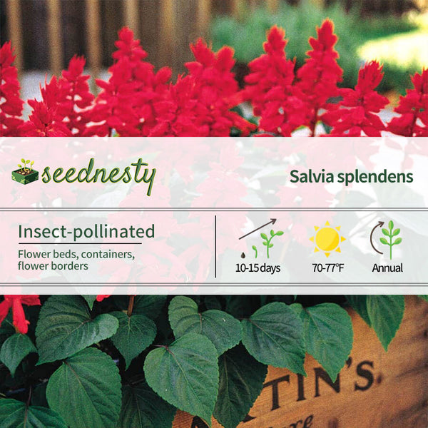 Vista Red Salvia Seeds