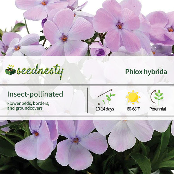 Phlox 'Woodlander Lilac'