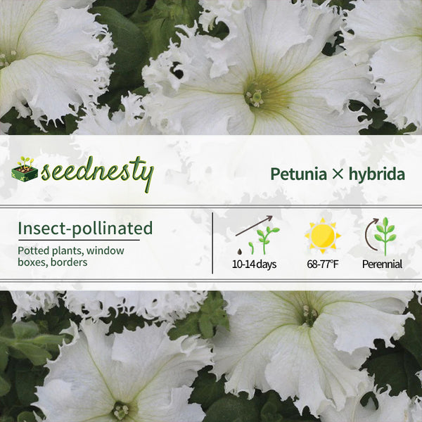 Lace Veil Petunia Seeds