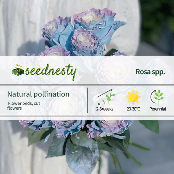 Ecuadorian Rose - Fairy Tale Seeds