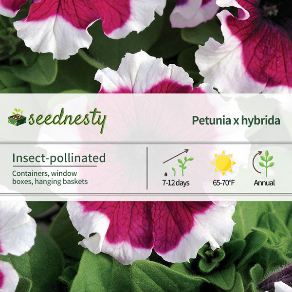 Dreams Burgundy Picotee Petunia Seeds