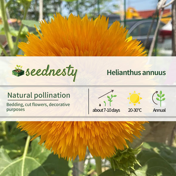 Sunflower Seeds, Teddy Bear