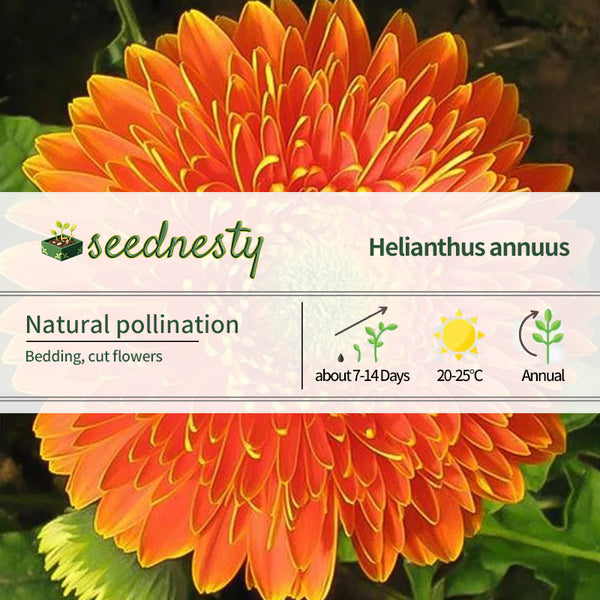 Bicolor Sunflower Seed