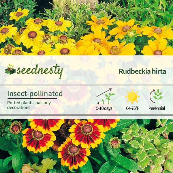 Toto Mix Rudbeckia Seeds