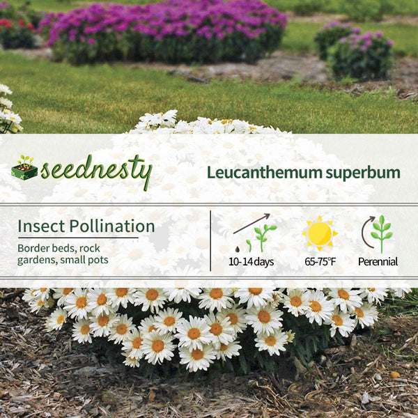 Whoops-a-Daisy Shasta Daisy Seeds