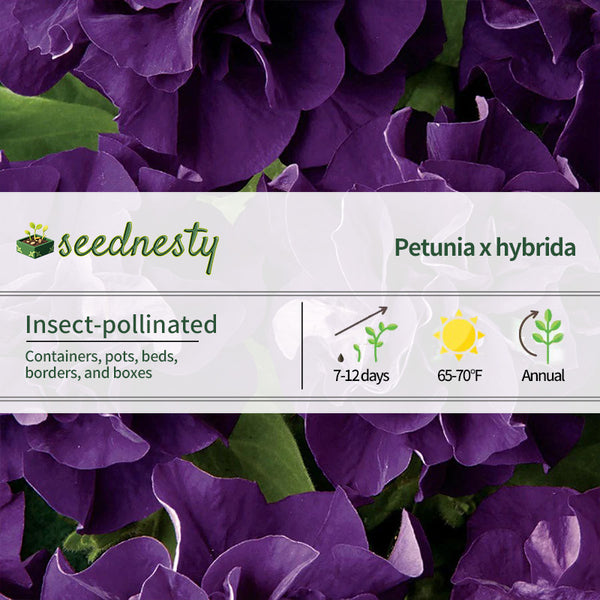 Double Cascade Blue Double Petunia Seeds