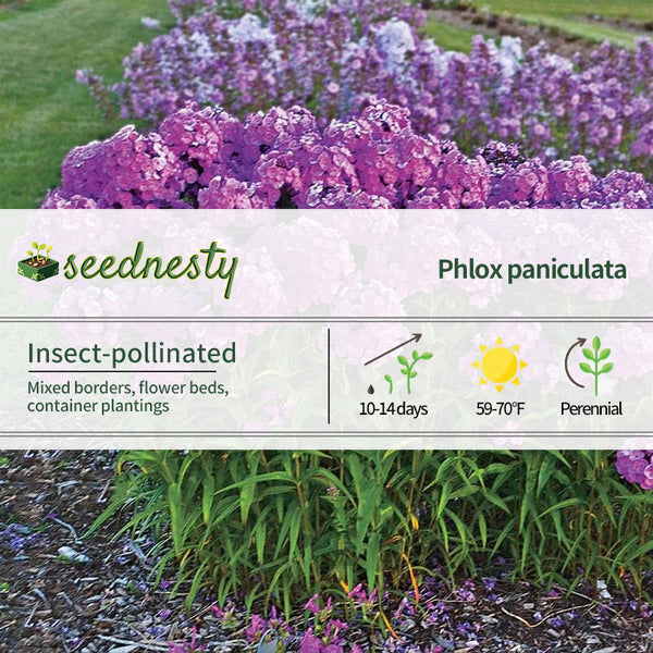 Phlox 'Fashionably Early Flamingo'