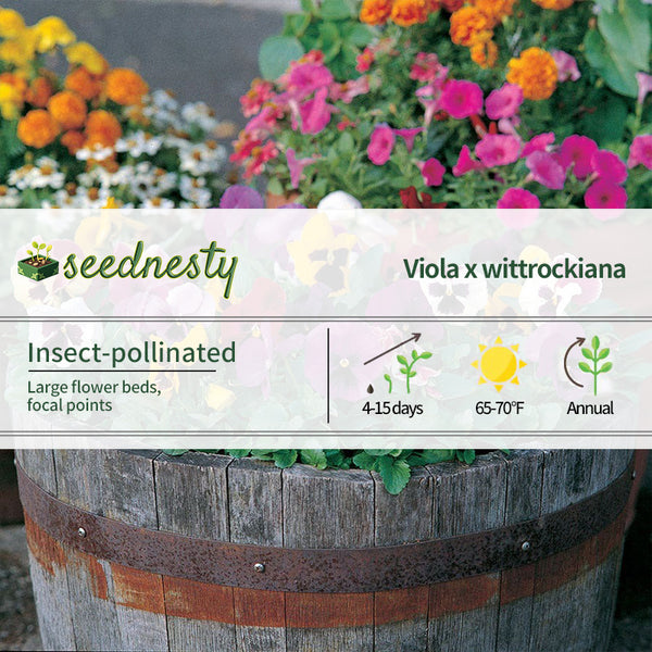 Majestic Giants II Mix Pansy Seeds