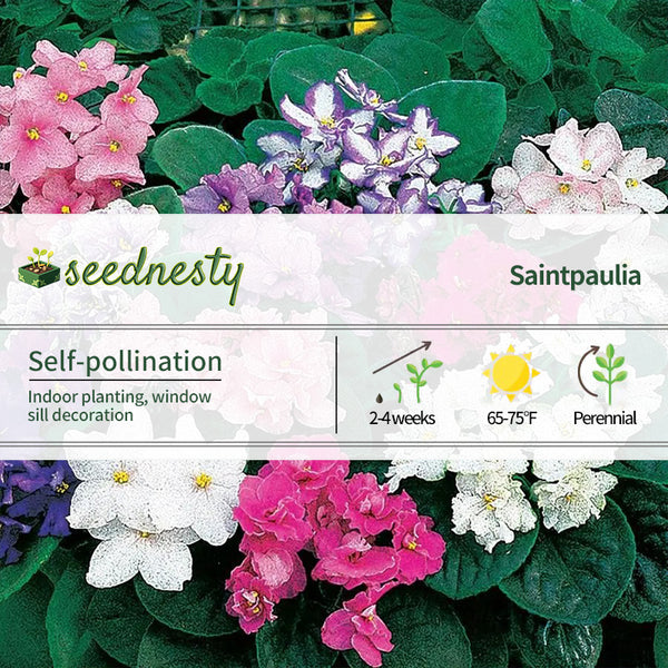 Fantasy Hybrid African Violet Seeds
