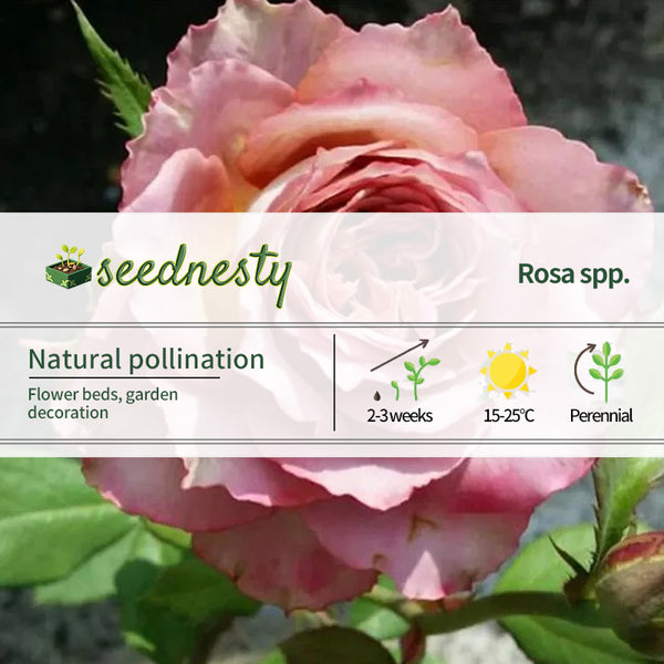 Japanese rare 'British Beats' shrub rose