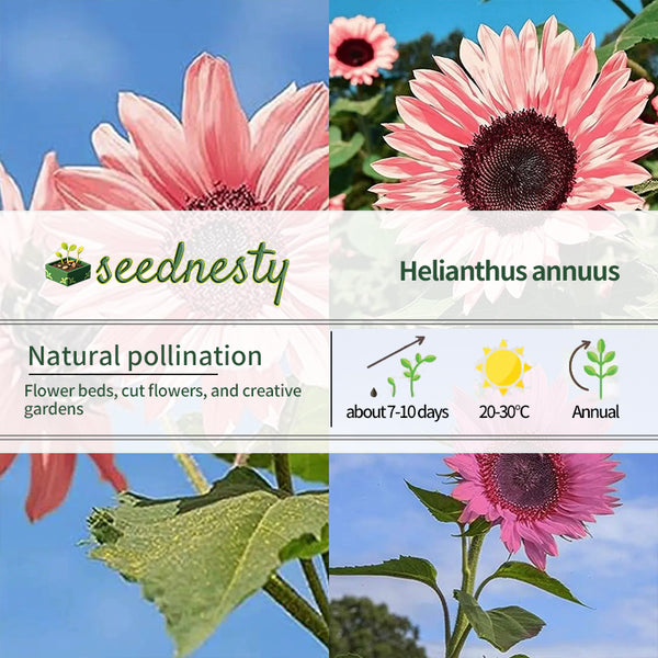 Pink Sunflower Seeds-High Germination Rate Wonderful Choice for Garden
