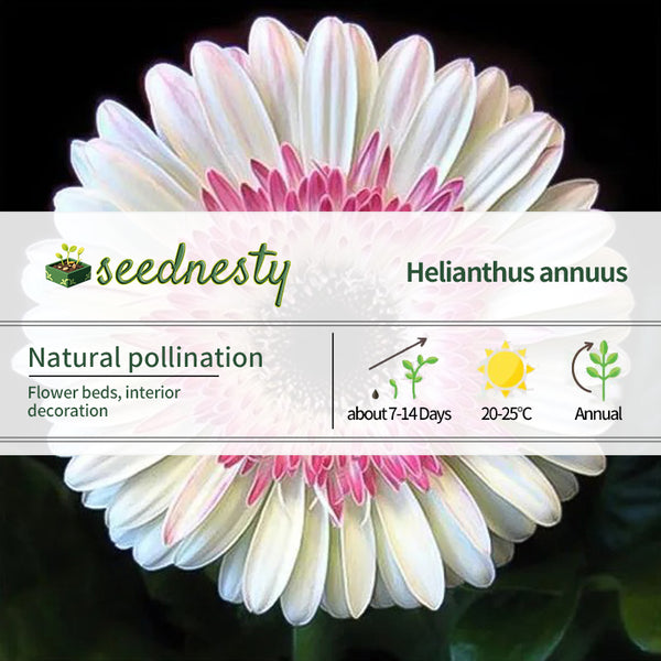 Pink White Gerbera Flower Seeds