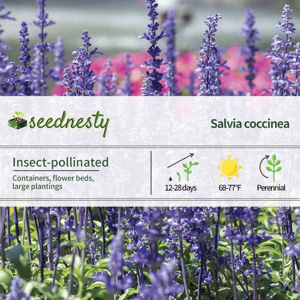 Evolution Violet Salvia Seeds